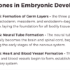 Pregnancy + ART + Embryonic and Fetal Development - Image 4